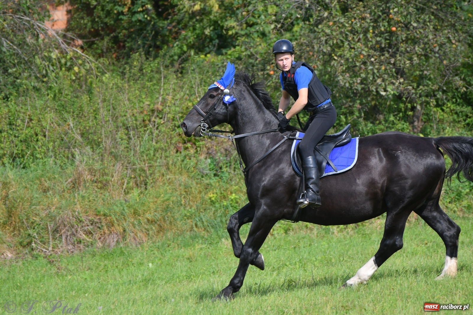Zdjęcie w galerii na portalu naszraciborz.pl: Raciborski Hubertus 2021. Parada przez Ostróg i dwie gonitwy za lisem [FOTO i WIDEO] wiadomości z regionu