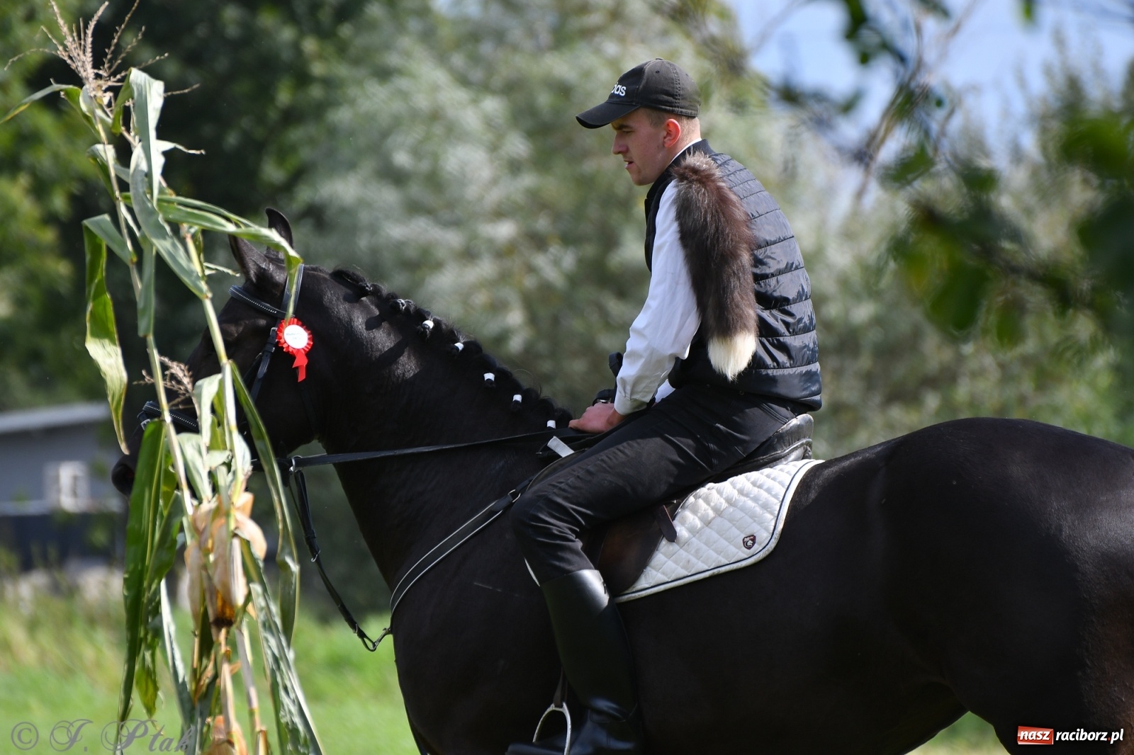 Zdjęcie w galerii na portalu naszraciborz.pl: Raciborski Hubertus 2021. Parada przez Ostróg i dwie gonitwy za lisem [FOTO i WIDEO] wiadomości z regionu