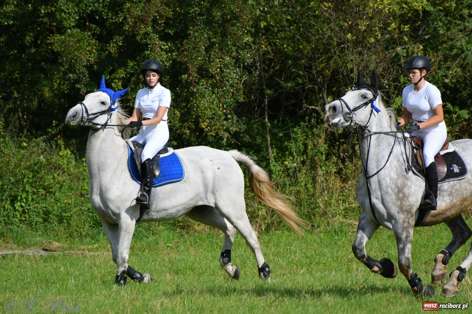 Zdjęcie w galerii na portalu naszraciborz.pl: Raciborski Hubertus 2021. Parada przez Ostróg i dwie gonitwy za lisem [FOTO i WIDEO] wiadomości z regionu