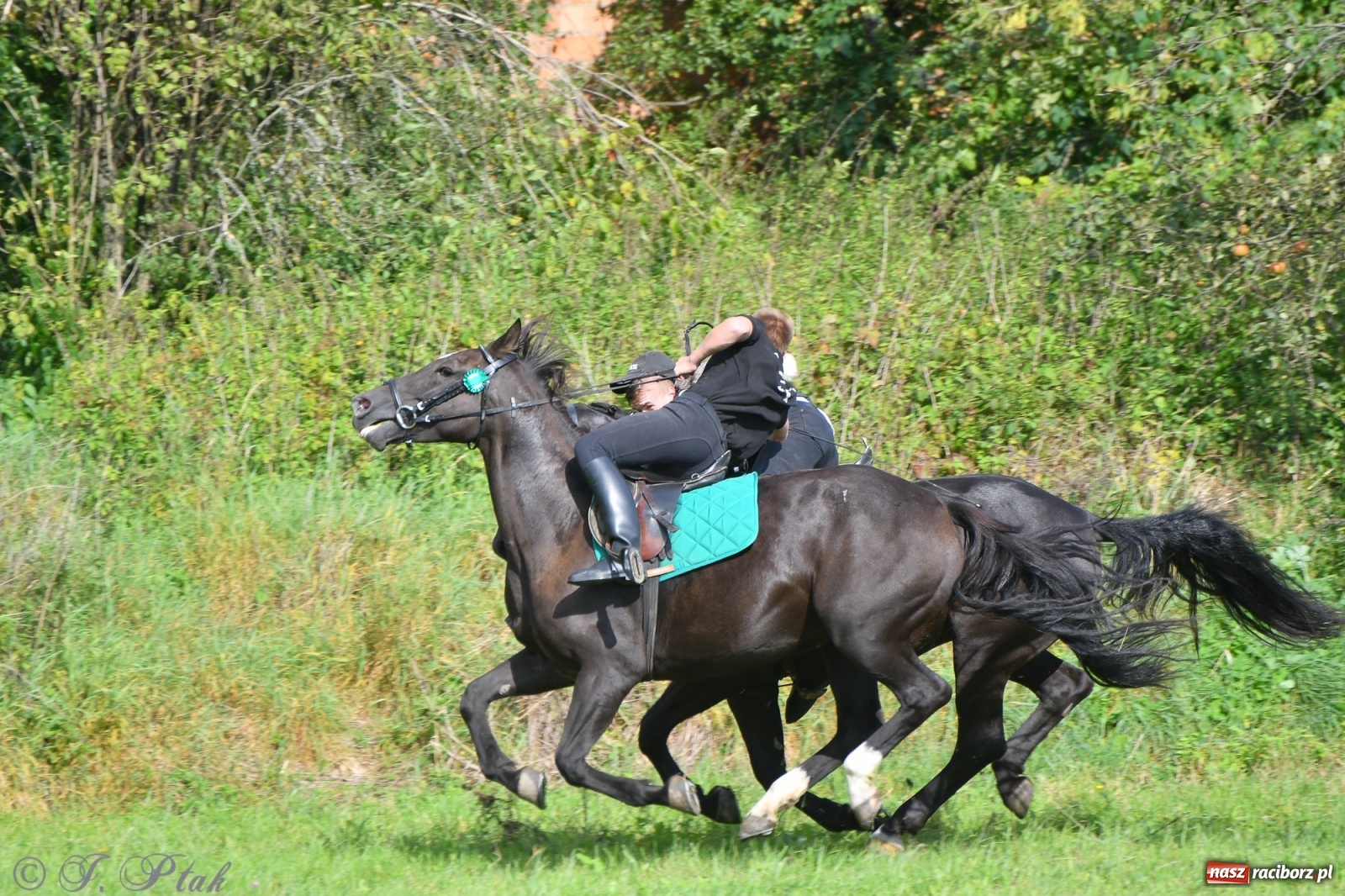 Zdjęcie w galerii na portalu naszraciborz.pl: Raciborski Hubertus 2021. Parada przez Ostróg i dwie gonitwy za lisem [FOTO i WIDEO] wiadomości z regionu