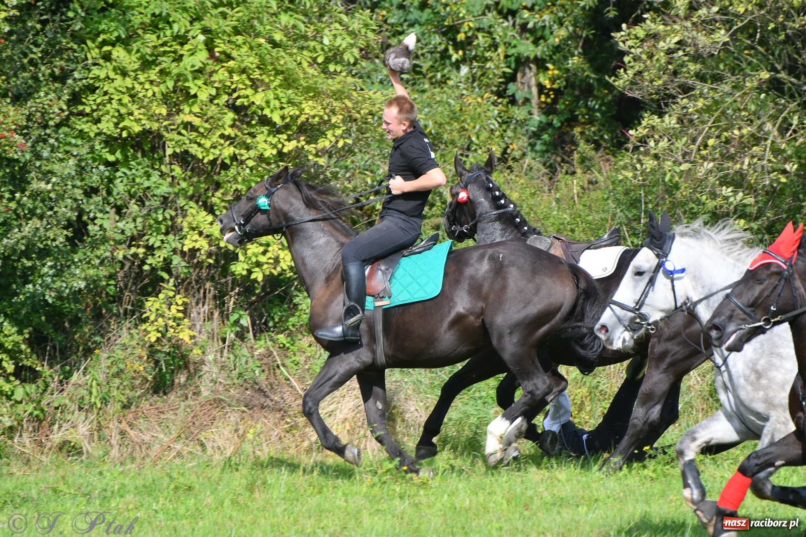 Zdjęcie w galerii na portalu naszraciborz.pl: Raciborski Hubertus 2021. Parada przez Ostróg i dwie gonitwy za lisem [FOTO i WIDEO] wiadomości z regionu