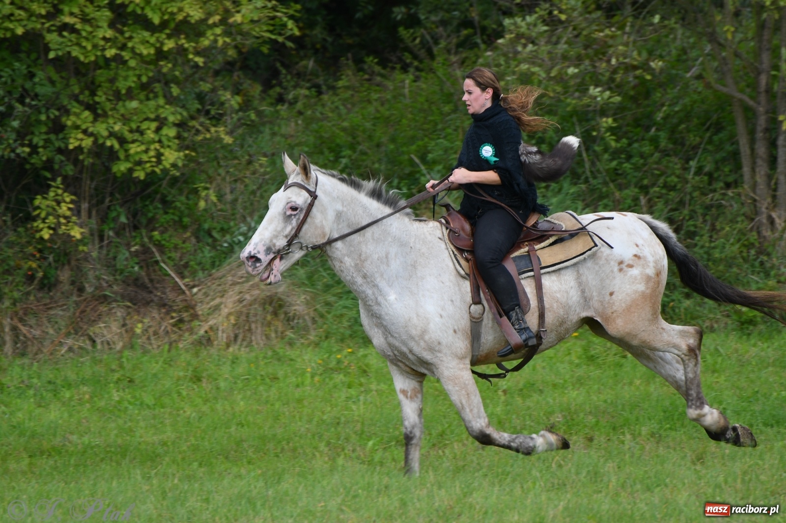 Zdjęcie w galerii na portalu naszraciborz.pl: Raciborski Hubertus 2021. Parada przez Ostróg i dwie gonitwy za lisem [FOTO i WIDEO] wiadomości z regionu