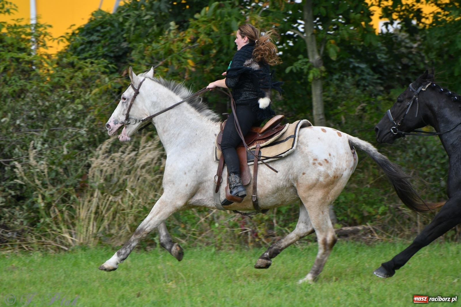 Zdjęcie w galerii na portalu naszraciborz.pl: Raciborski Hubertus 2021. Parada przez Ostróg i dwie gonitwy za lisem [FOTO i WIDEO] wiadomości z regionu