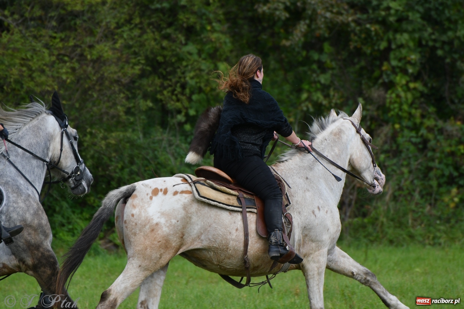 Zdjęcie w galerii na portalu naszraciborz.pl: Raciborski Hubertus 2021. Parada przez Ostróg i dwie gonitwy za lisem [FOTO i WIDEO] wiadomości z regionu