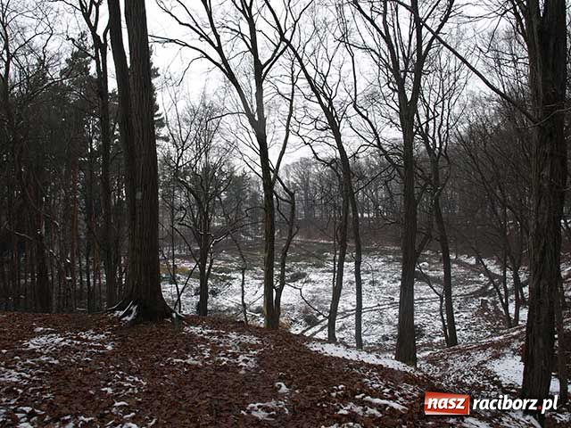 Zdjęcie w galerii na portalu naszraciborz.pl: Z Obory znikają drzewa wiadomości z regionu