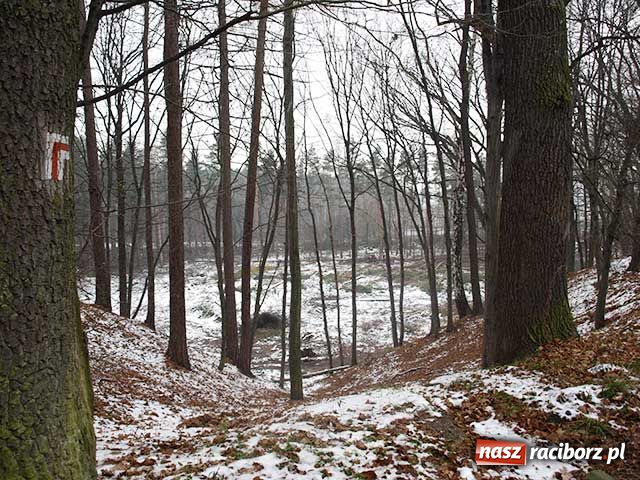 Zdjęcie w galerii na portalu naszraciborz.pl: Z Obory znikają drzewa wiadomości z regionu