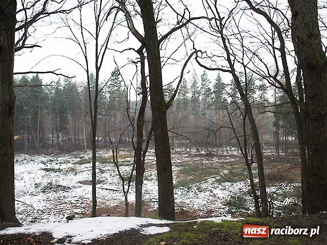 Zdjęcie w galerii na portalu naszraciborz.pl: Z Obory znikają drzewa wiadomości z regionu