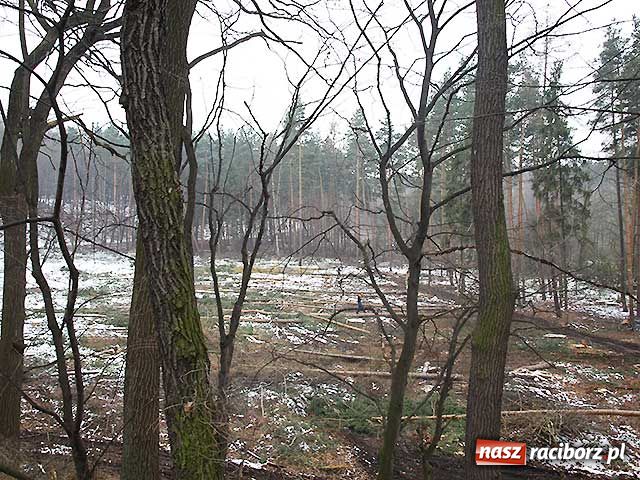 Zdjęcie w galerii na portalu naszraciborz.pl: Z Obory znikają drzewa wiadomości z regionu