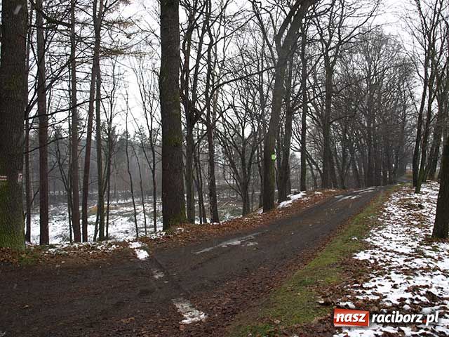 Zdjęcie w galerii na portalu naszraciborz.pl: Z Obory znikają drzewa wiadomości z regionu