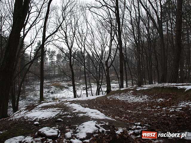 Zdjęcie w galerii na portalu naszraciborz.pl: Z Obory znikają drzewa wiadomości z regionu