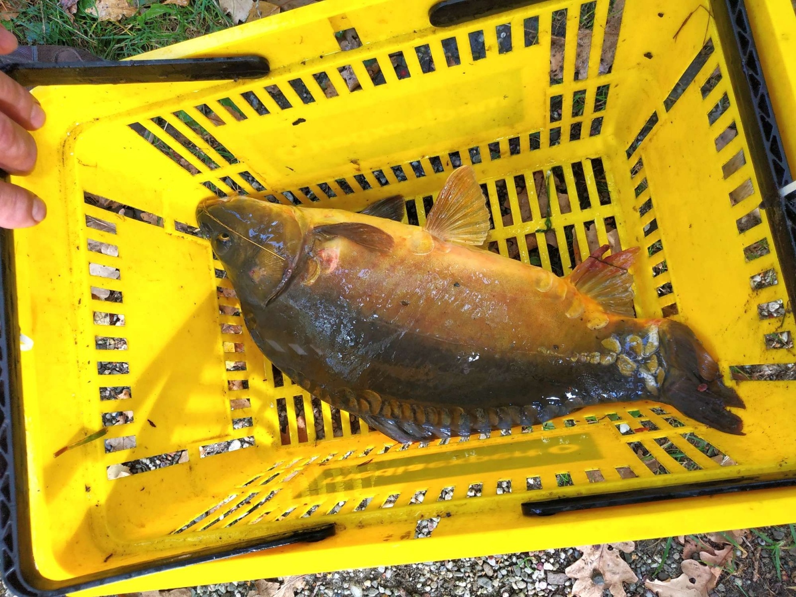 Zdjęcie w galerii na portalu naszraciborz.pl: Wędkarska rywalizacja o Puchar Dyrektora OSiR-u wiadomości z regionu