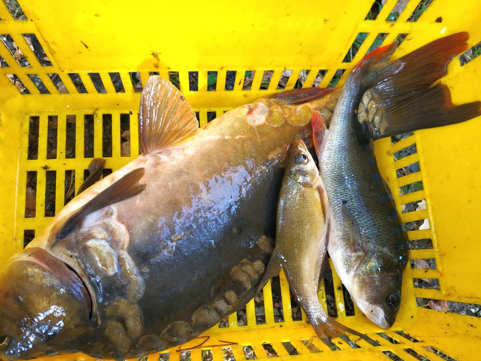 Zdjęcie w galerii na portalu naszraciborz.pl: Wędkarska rywalizacja o Puchar Dyrektora OSiR-u wiadomości z regionu