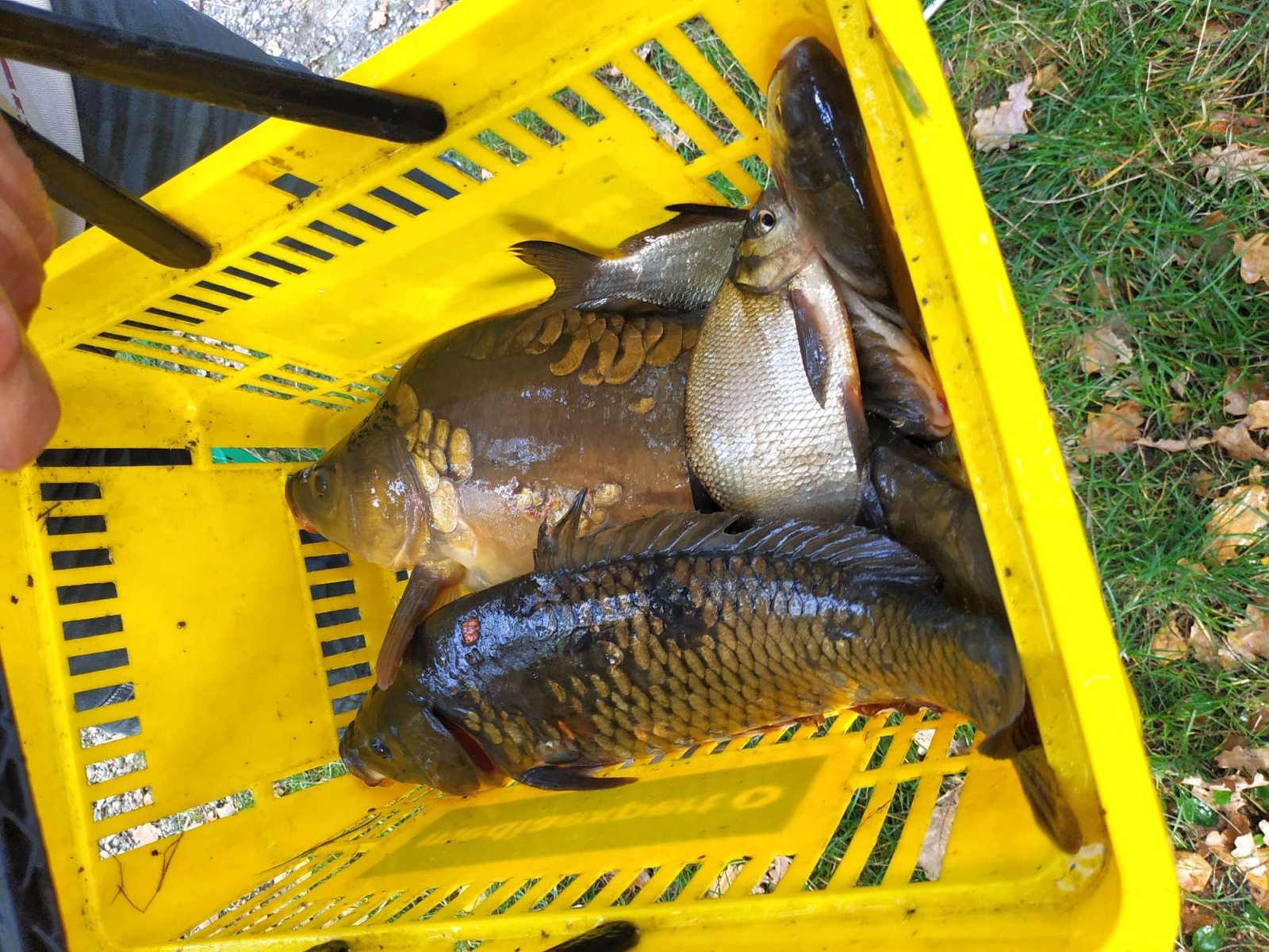 Zdjęcie w galerii na portalu naszraciborz.pl: Wędkarska rywalizacja o Puchar Dyrektora OSiR-u wiadomości z regionu