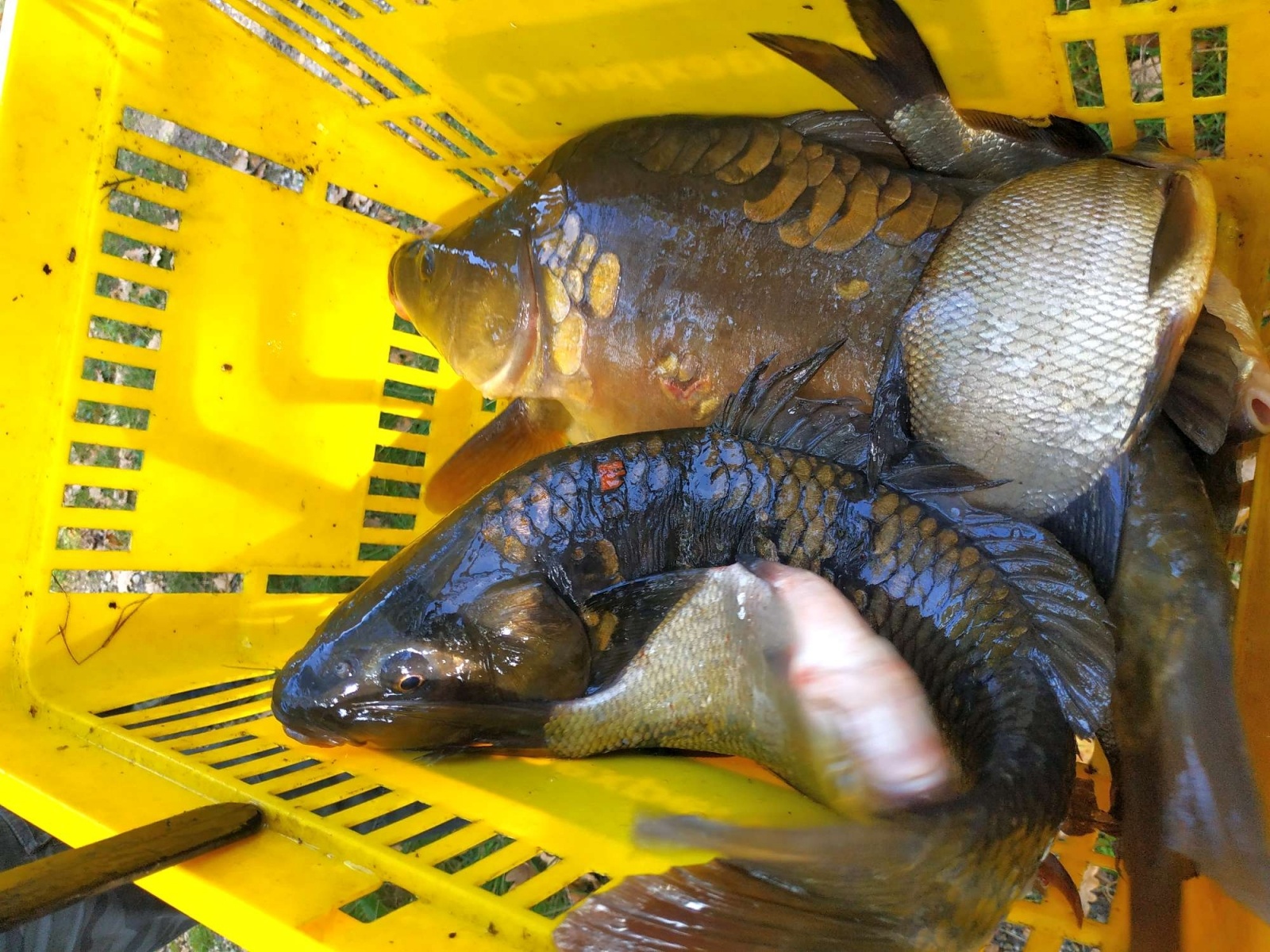 Zdjęcie w galerii na portalu naszraciborz.pl: Wędkarska rywalizacja o Puchar Dyrektora OSiR-u wiadomości z regionu