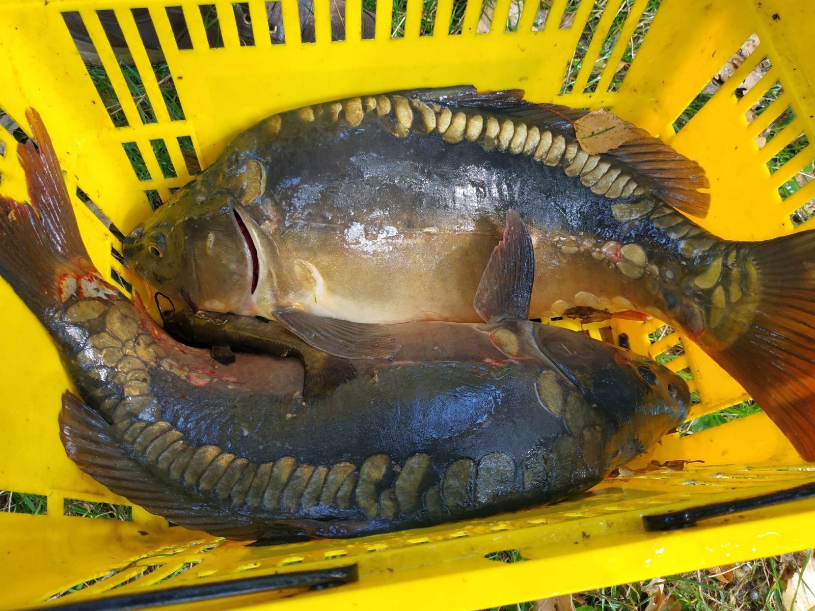 Zdjęcie w galerii na portalu naszraciborz.pl: Wędkarska rywalizacja o Puchar Dyrektora OSiR-u wiadomości z regionu