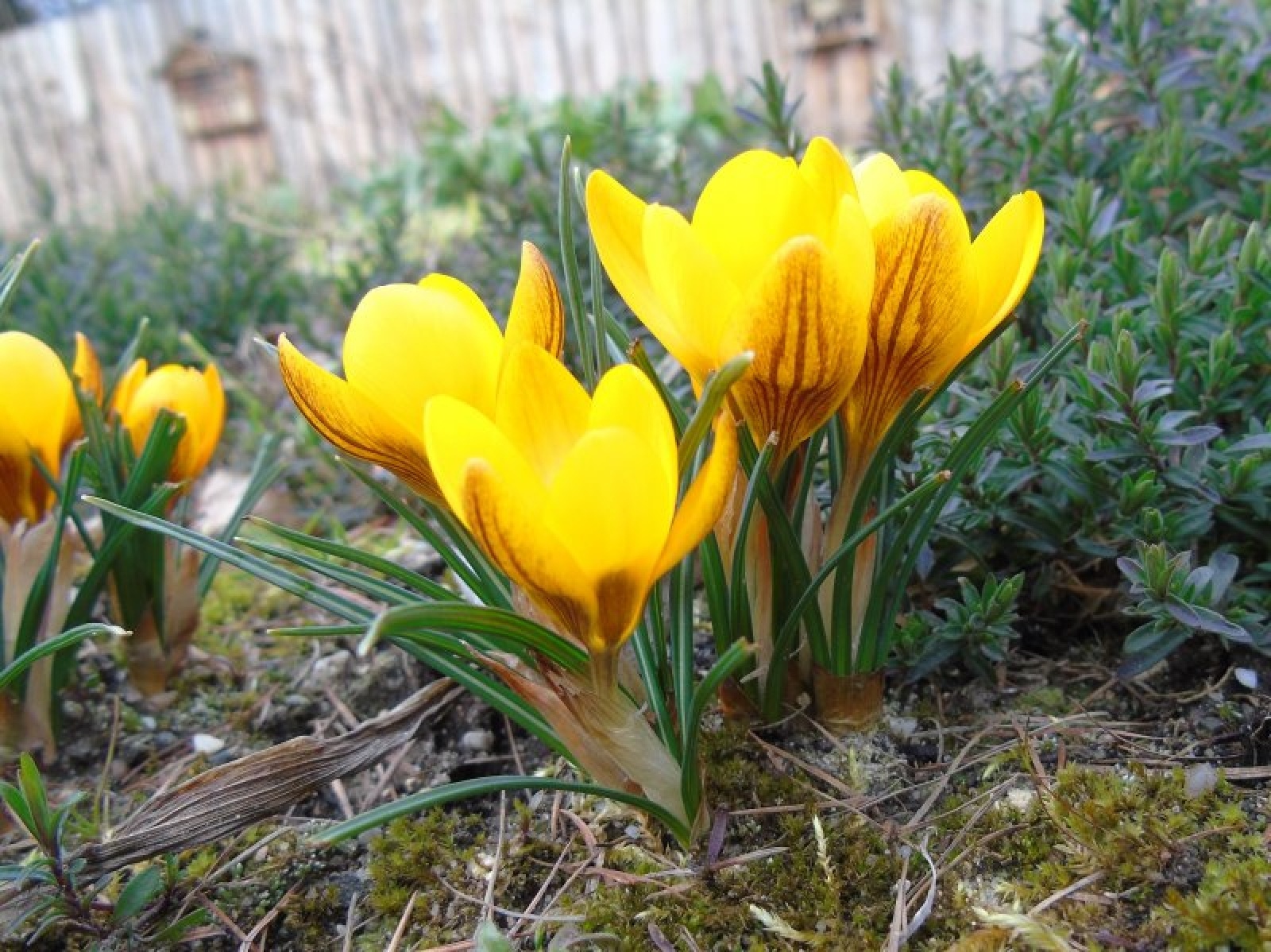 Zdjęcie w galerii na portalu naszraciborz.pl: Jesienne nasadzenia krokusów w Raciborzu wiadomości z regionu
