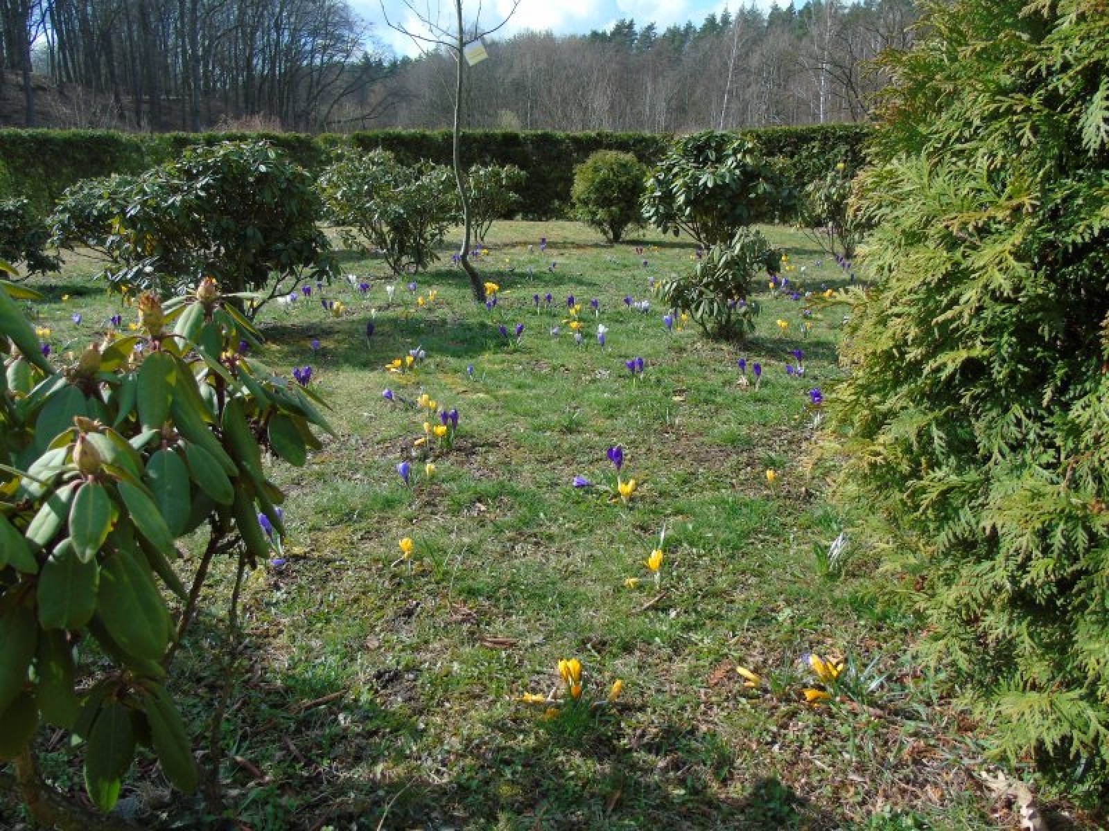 Zdjęcie w galerii na portalu naszraciborz.pl: Jesienne nasadzenia krokusów w Raciborzu wiadomości z regionu