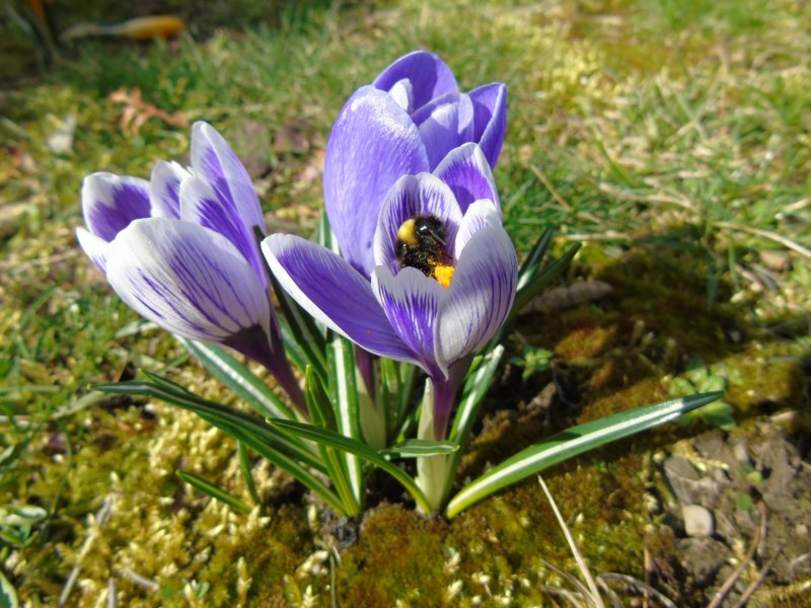Zdjęcie w galerii na portalu naszraciborz.pl: Jesienne nasadzenia krokusów w Raciborzu wiadomości z regionu