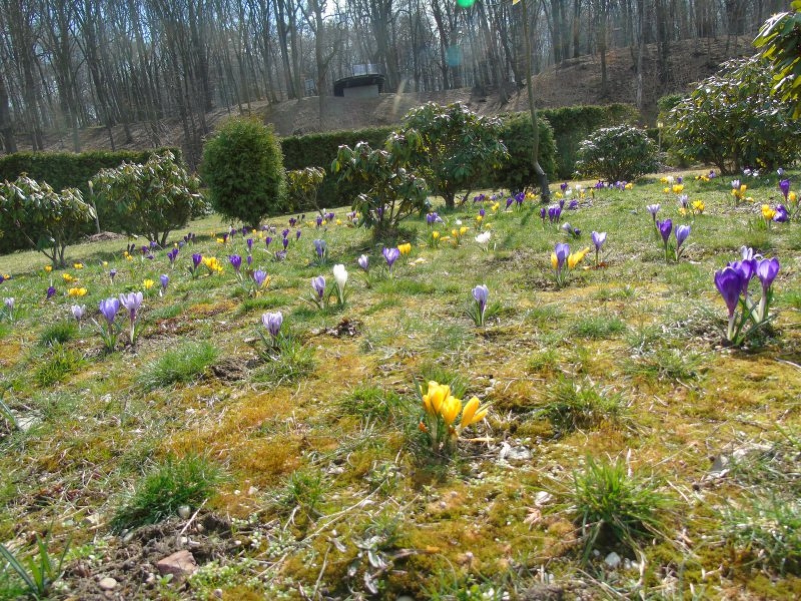 Zdjęcie w galerii na portalu naszraciborz.pl: Jesienne nasadzenia krokusów w Raciborzu wiadomości z regionu