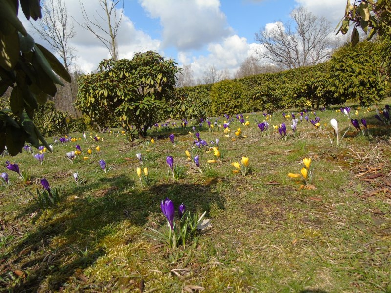 Zdjęcie w galerii na portalu naszraciborz.pl: Jesienne nasadzenia krokusów w Raciborzu wiadomości z regionu