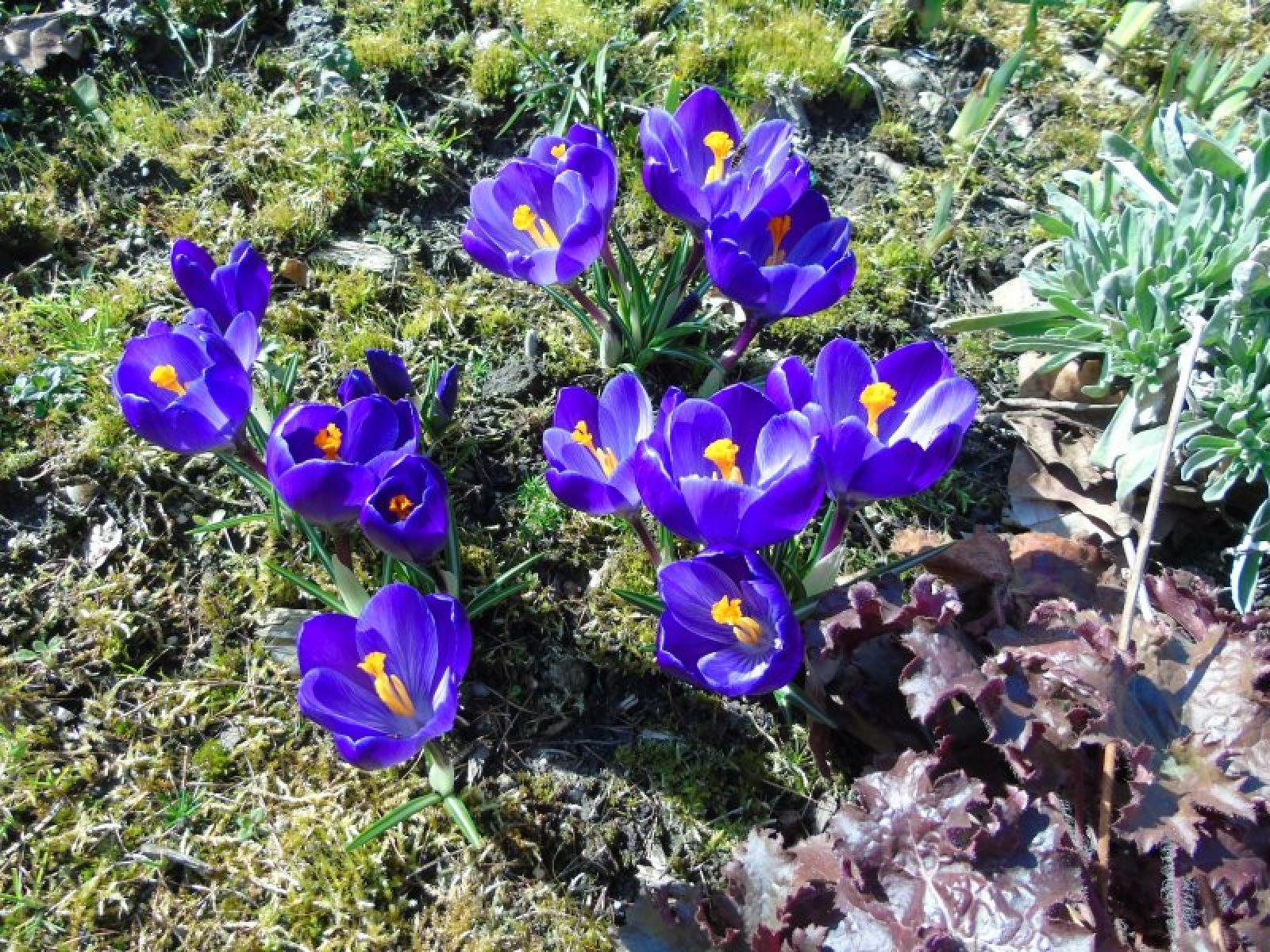 Zdjęcie w galerii na portalu naszraciborz.pl: Jesienne nasadzenia krokusów w Raciborzu wiadomości z regionu