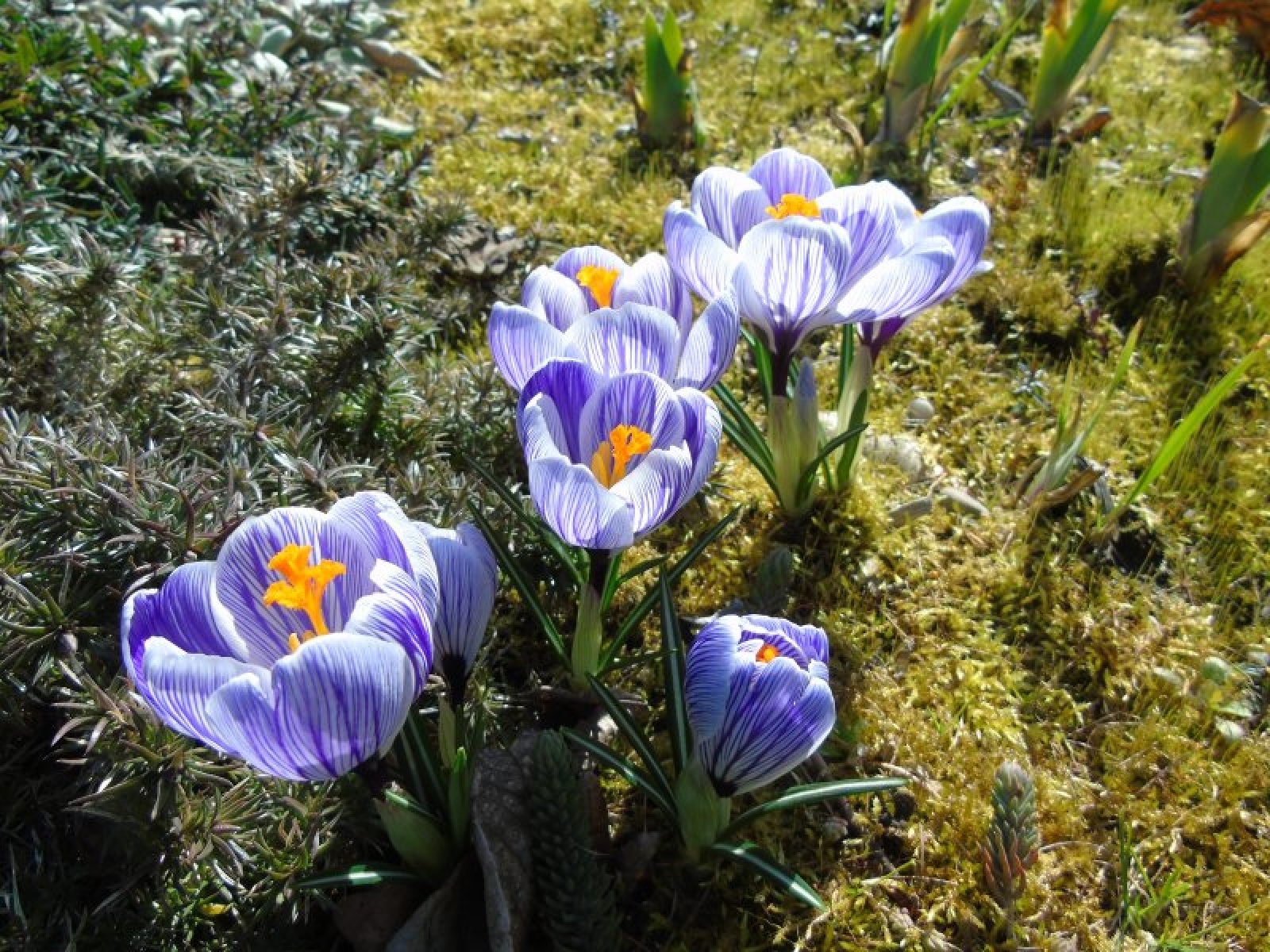 Zdjęcie w galerii na portalu naszraciborz.pl: Jesienne nasadzenia krokusów w Raciborzu wiadomości z regionu