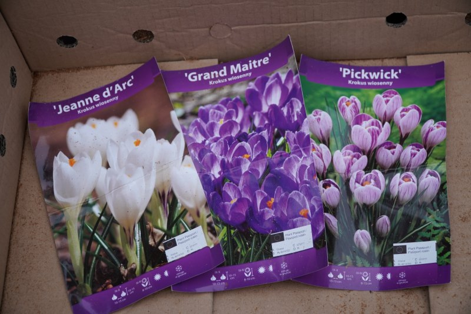 Zdjęcie w galerii na portalu naszraciborz.pl: Jesienne nasadzenia krokusów w Raciborzu wiadomości z regionu