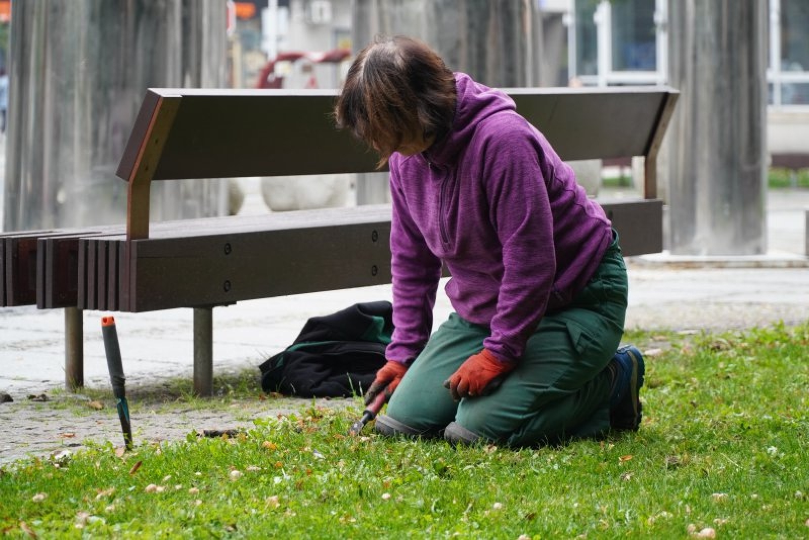 Zdjęcie w galerii na portalu naszraciborz.pl: Jesienne nasadzenia krokusów w Raciborzu wiadomości z regionu