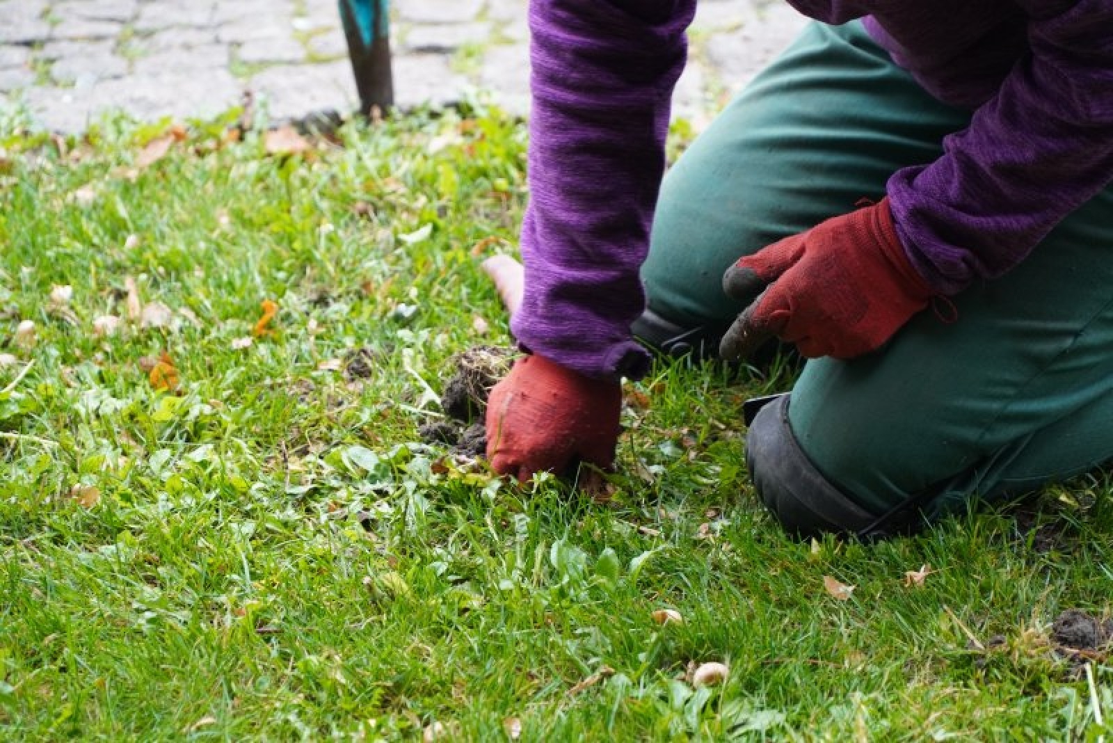 Zdjęcie w galerii na portalu naszraciborz.pl: Jesienne nasadzenia krokusów w Raciborzu wiadomości z regionu