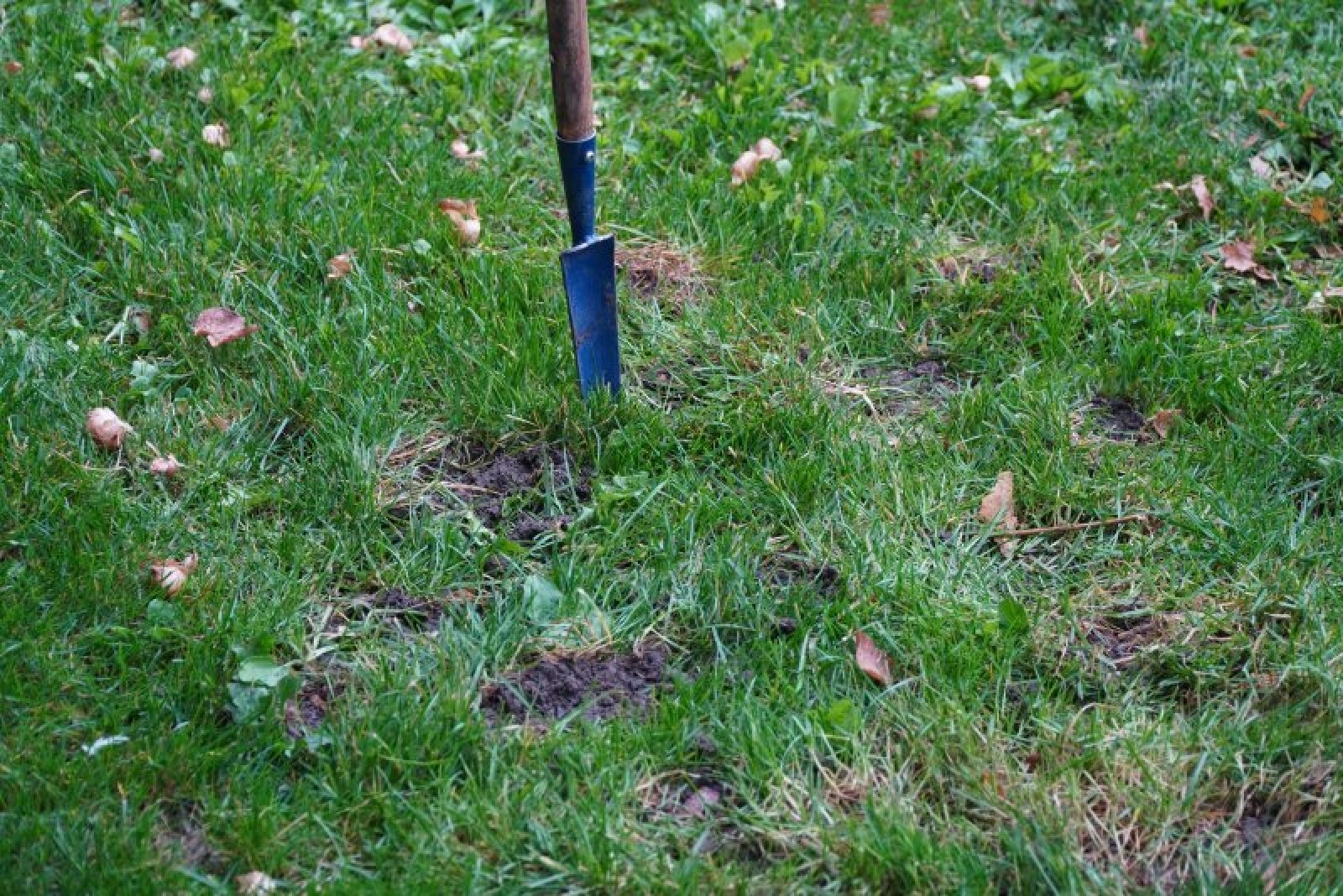 Zdjęcie w galerii na portalu naszraciborz.pl: Jesienne nasadzenia krokusów w Raciborzu wiadomości z regionu