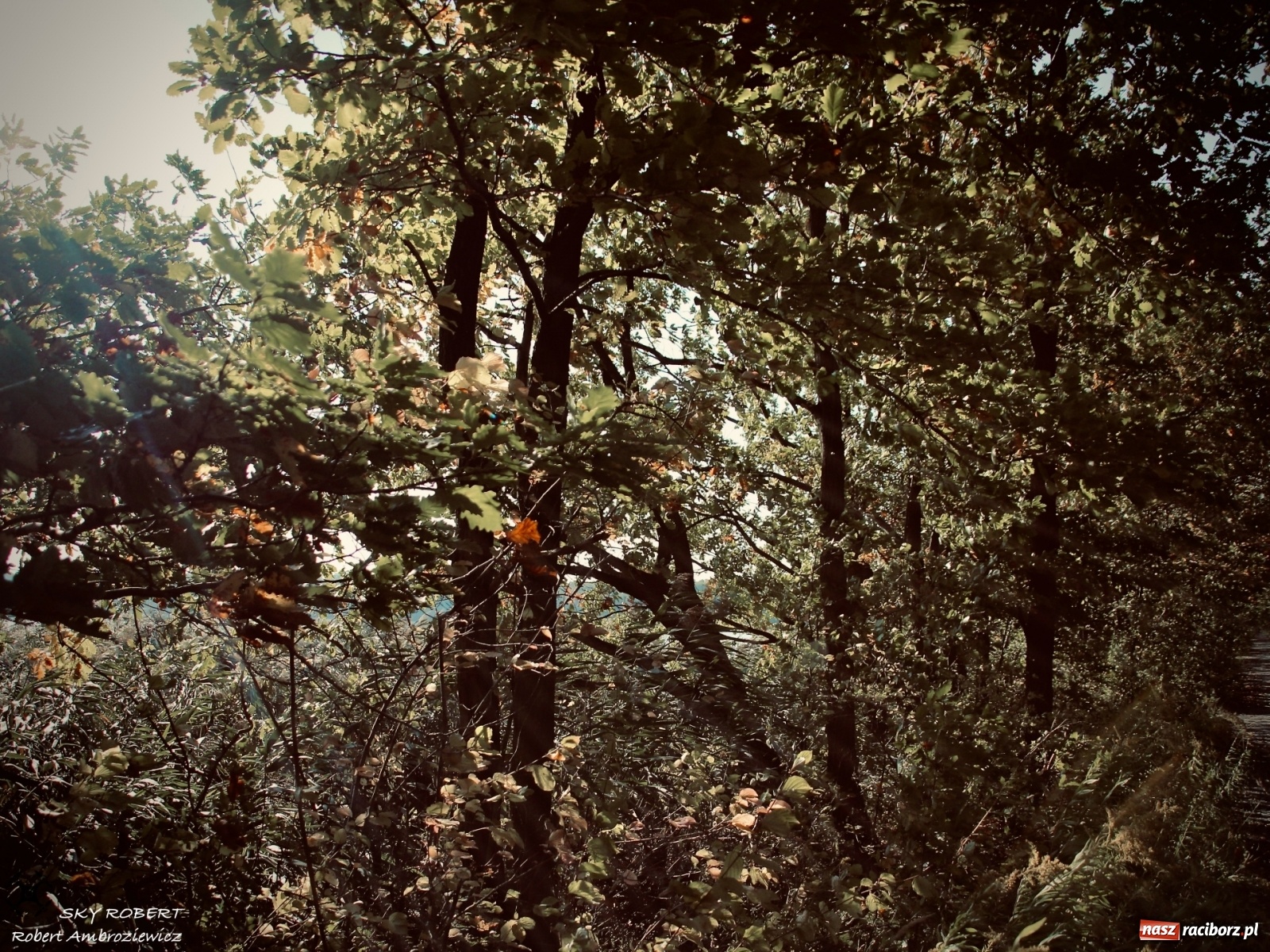 Zdjęcie w galerii na portalu naszraciborz.pl: Łężczok jak Morskie Oko. Rezerwat jest oblegany przez turystów [FOTO] wiadomości z regionu