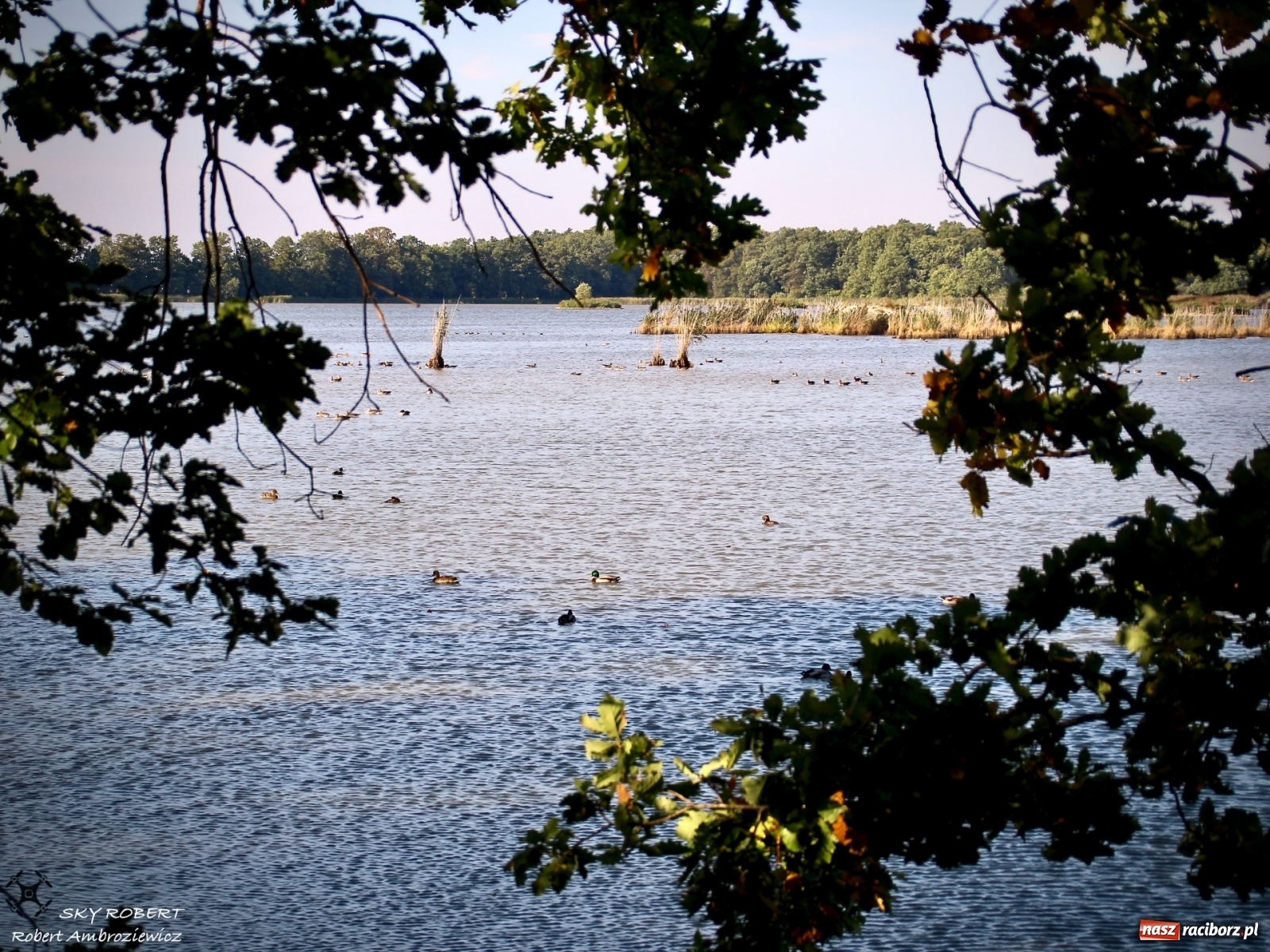 Zdjęcie w galerii na portalu naszraciborz.pl: Łężczok jak Morskie Oko. Rezerwat jest oblegany przez turystów [FOTO] wiadomości z regionu