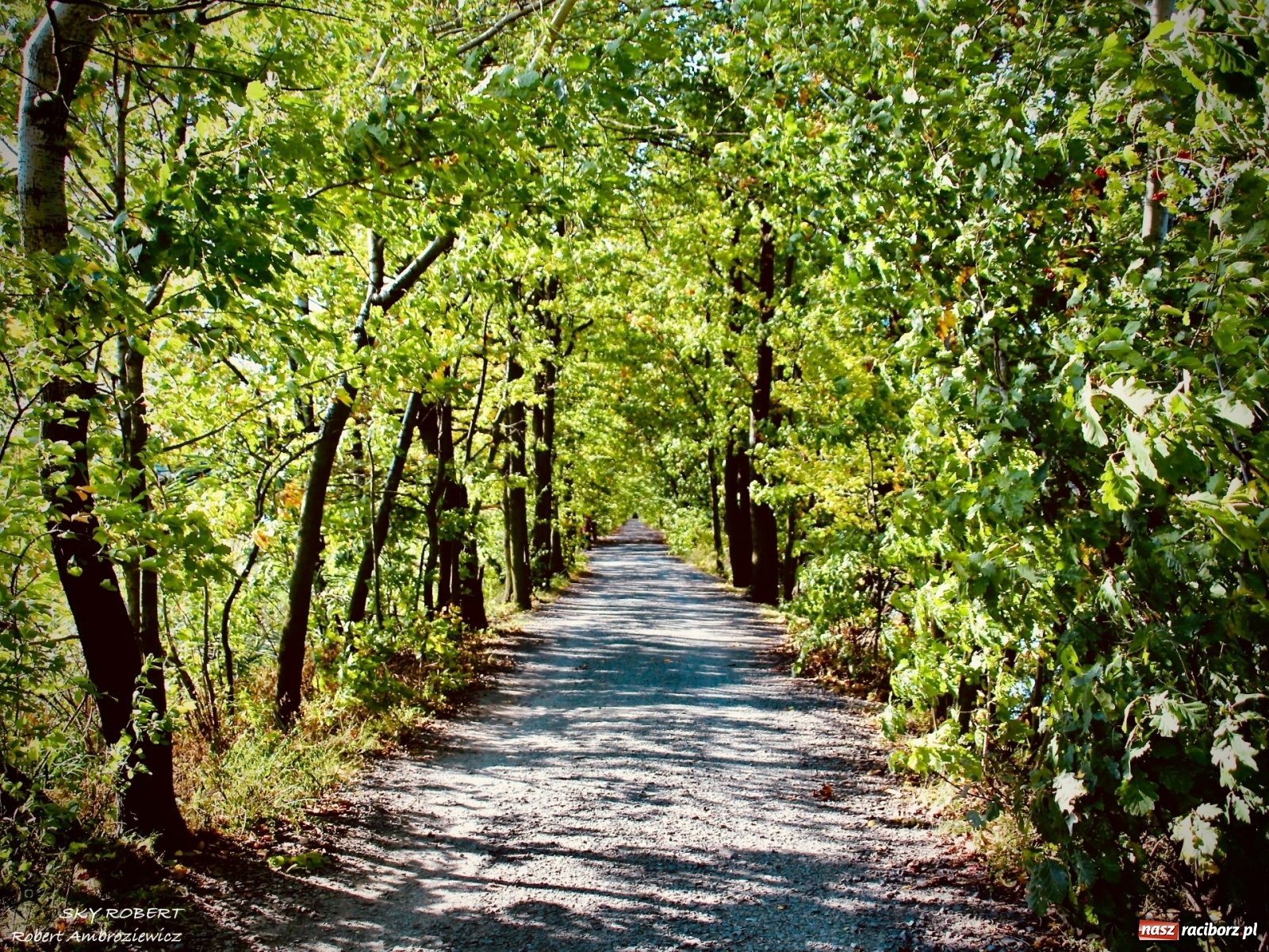 Zdjęcie w galerii na portalu naszraciborz.pl: Łężczok jak Morskie Oko. Rezerwat jest oblegany przez turystów [FOTO] wiadomości z regionu