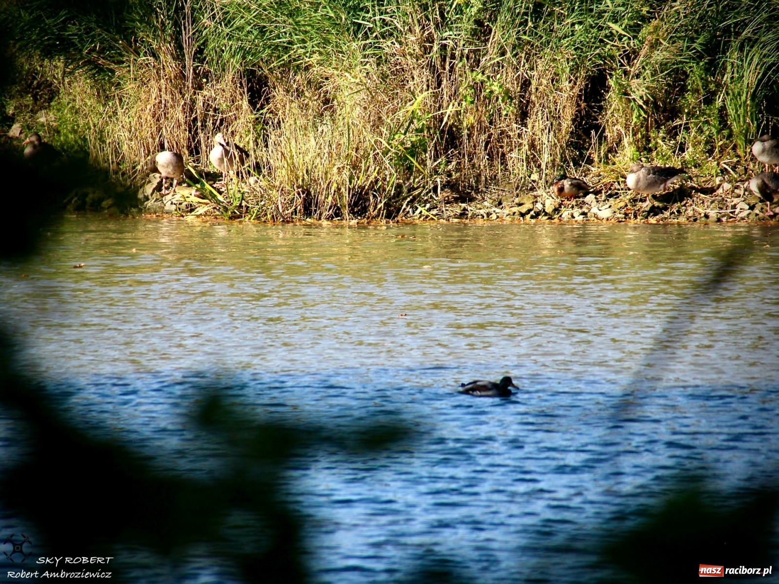 Zdjęcie w galerii na portalu naszraciborz.pl: Łężczok jak Morskie Oko. Rezerwat jest oblegany przez turystów [FOTO] wiadomości z regionu
