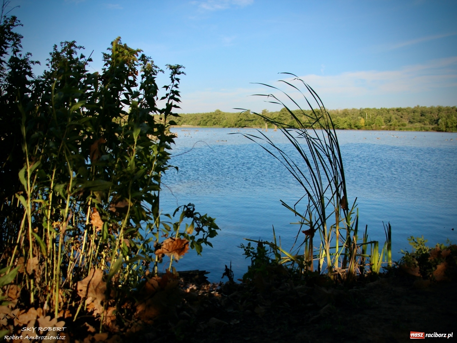 Zdjęcie w galerii na portalu naszraciborz.pl: Łężczok jak Morskie Oko. Rezerwat jest oblegany przez turystów [FOTO] wiadomości z regionu