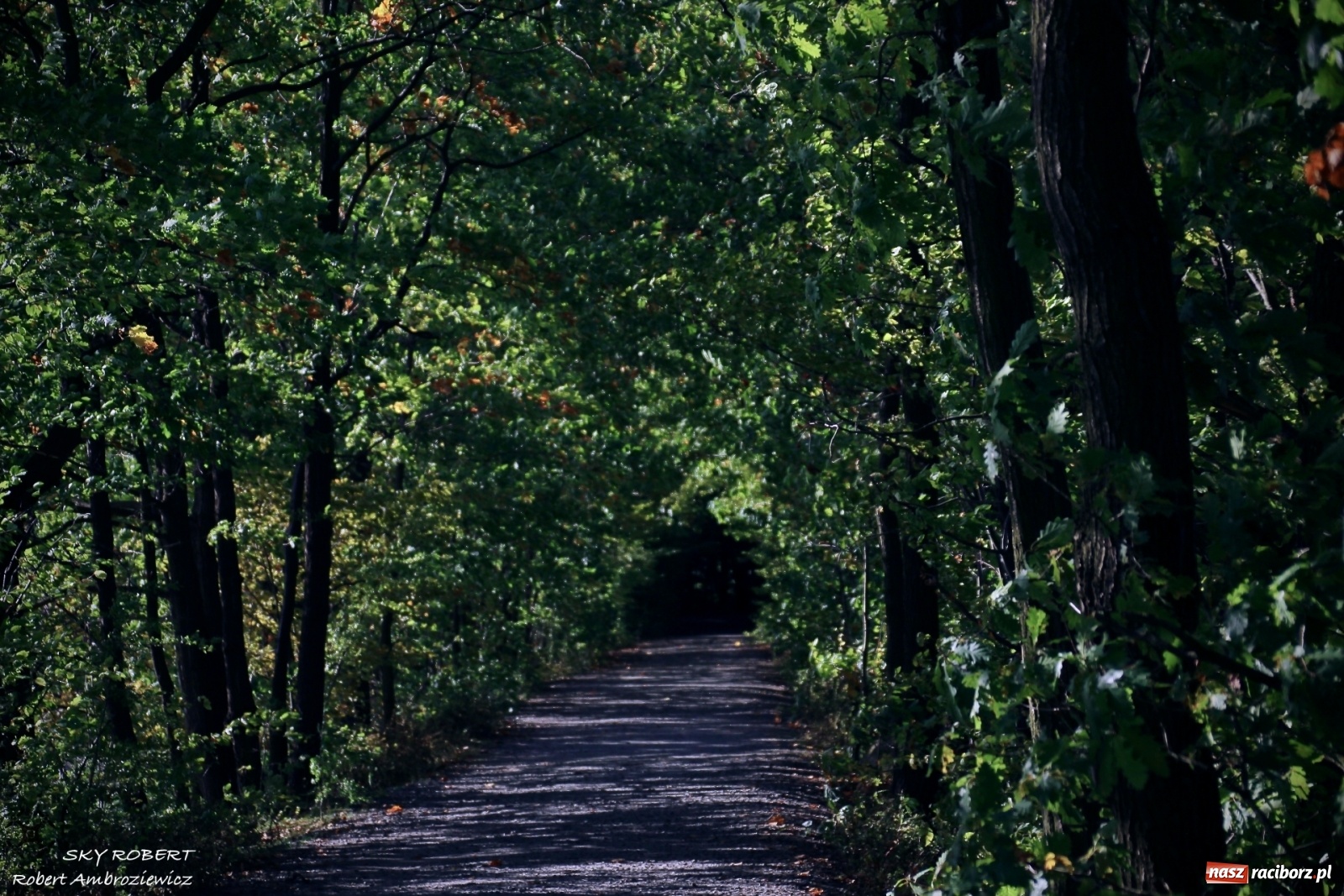 Zdjęcie w galerii na portalu naszraciborz.pl: Łężczok jak Morskie Oko. Rezerwat jest oblegany przez turystów [FOTO] wiadomości z regionu