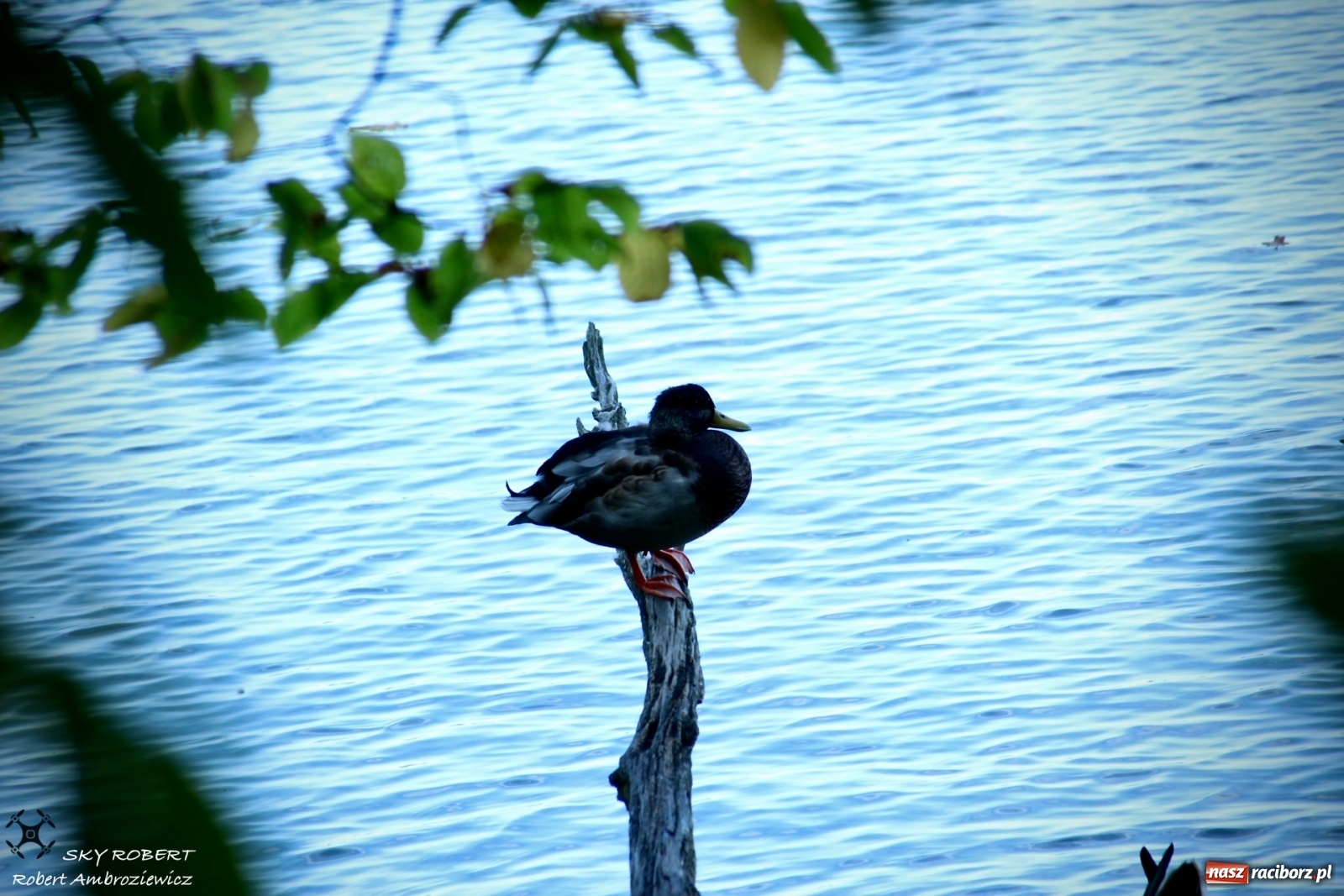 Zdjęcie w galerii na portalu naszraciborz.pl: Łężczok jak Morskie Oko. Rezerwat jest oblegany przez turystów [FOTO] wiadomości z regionu