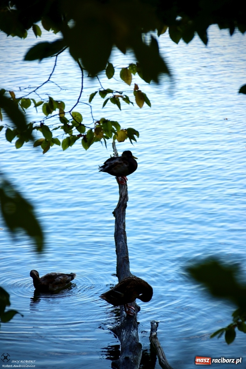 Zdjęcie w galerii na portalu naszraciborz.pl: Łężczok jak Morskie Oko. Rezerwat jest oblegany przez turystów [FOTO] wiadomości z regionu