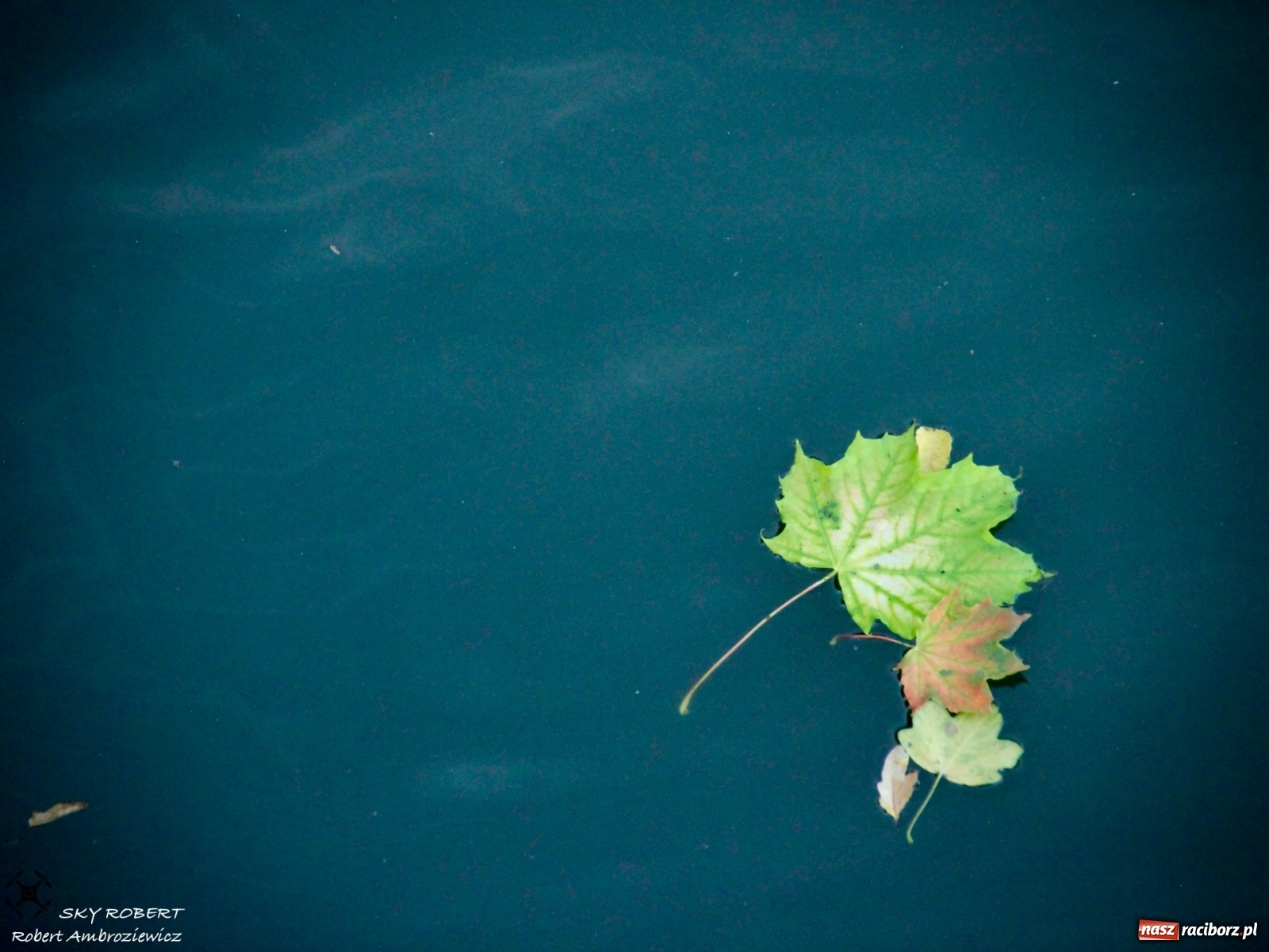 Zdjęcie w galerii na portalu naszraciborz.pl: Łężczok jak Morskie Oko. Rezerwat jest oblegany przez turystów [FOTO] wiadomości z regionu