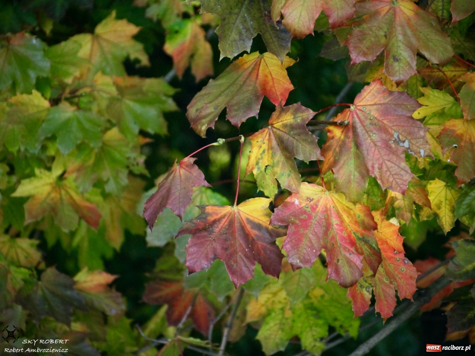 Zdjęcie w galerii na portalu naszraciborz.pl: Łężczok jak Morskie Oko. Rezerwat jest oblegany przez turystów [FOTO] wiadomości z regionu