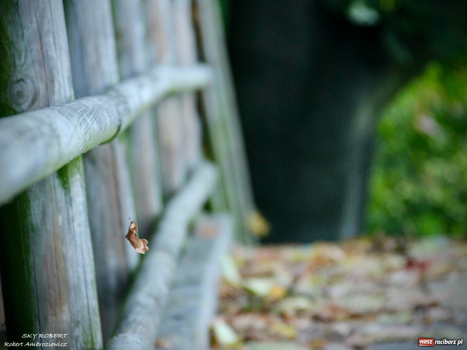 Zdjęcie w galerii na portalu naszraciborz.pl: Łężczok jak Morskie Oko. Rezerwat jest oblegany przez turystów [FOTO] wiadomości z regionu