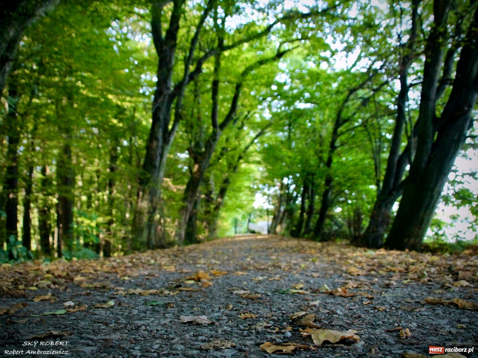 Zdjęcie w galerii na portalu naszraciborz.pl: Łężczok jak Morskie Oko. Rezerwat jest oblegany przez turystów [FOTO] wiadomości z regionu