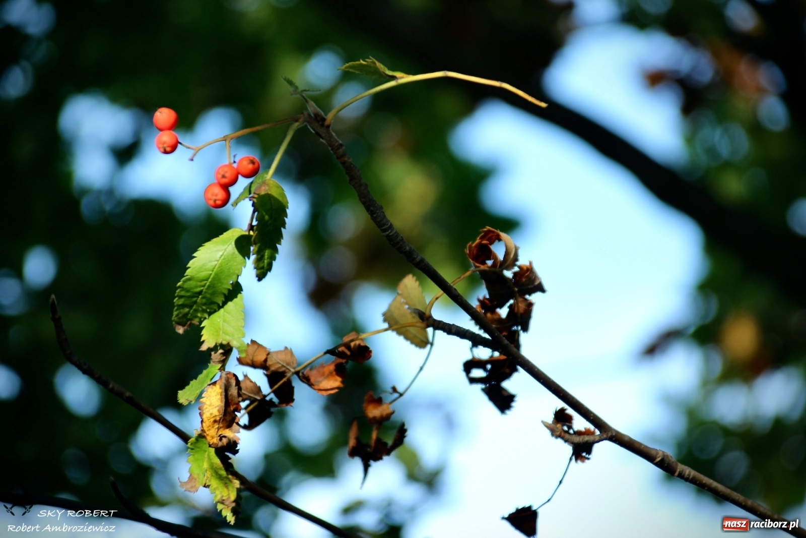 Zdjęcie w galerii na portalu naszraciborz.pl: Łężczok jak Morskie Oko. Rezerwat jest oblegany przez turystów [FOTO] wiadomości z regionu