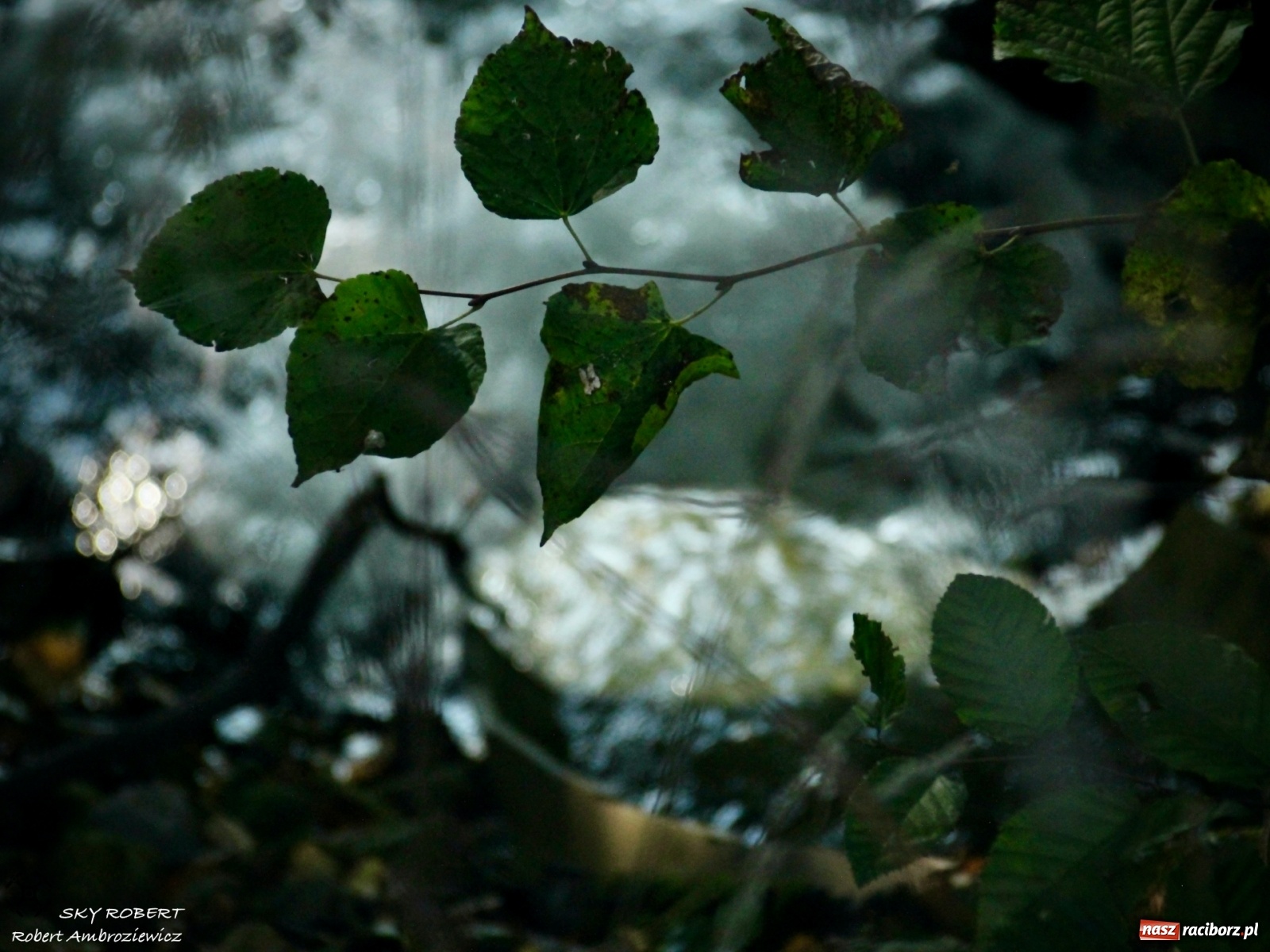 Zdjęcie w galerii na portalu naszraciborz.pl: Łężczok jak Morskie Oko. Rezerwat jest oblegany przez turystów [FOTO] wiadomości z regionu
