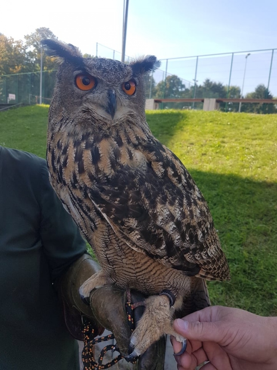 Zdjęcie w galerii na portalu naszraciborz.pl: Uczniowie SP 18 oko w oko z sową wiadomości z regionu