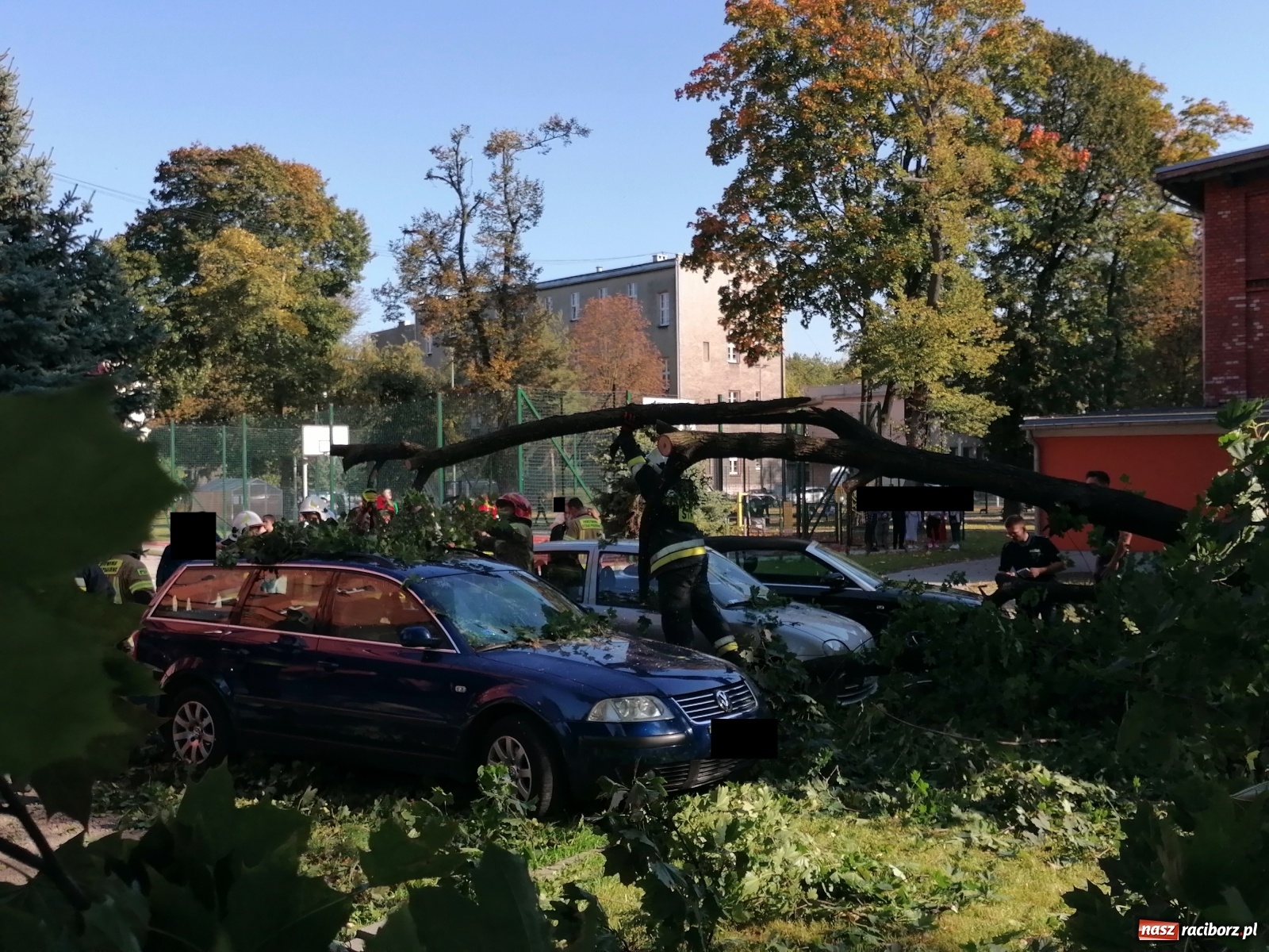 Zdjęcie w galerii na portalu naszraciborz.pl: Drzewo runęło na samochody [FOTO]. Plama długa na 10 km na DW 935 wiadomości z regionu