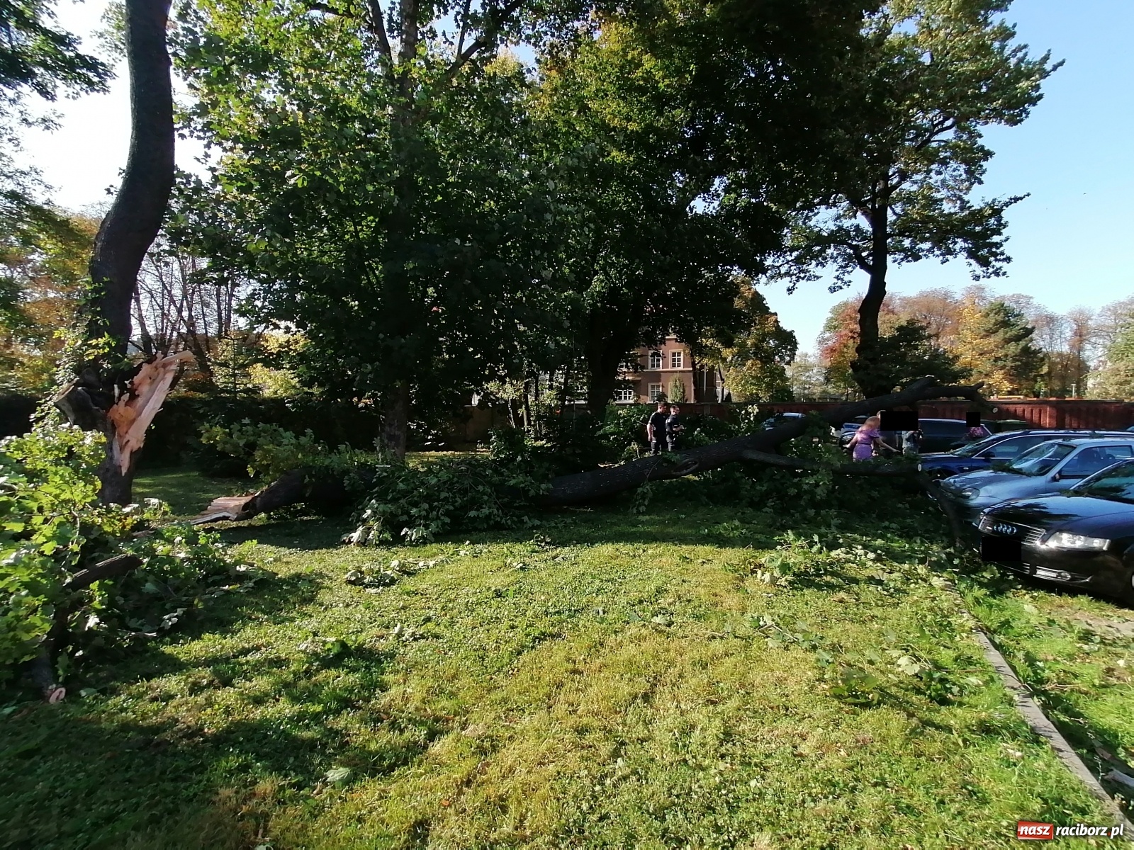Zdjęcie w galerii na portalu naszraciborz.pl: Drzewo runęło na samochody [FOTO]. Plama długa na 10 km na DW 935 wiadomości z regionu