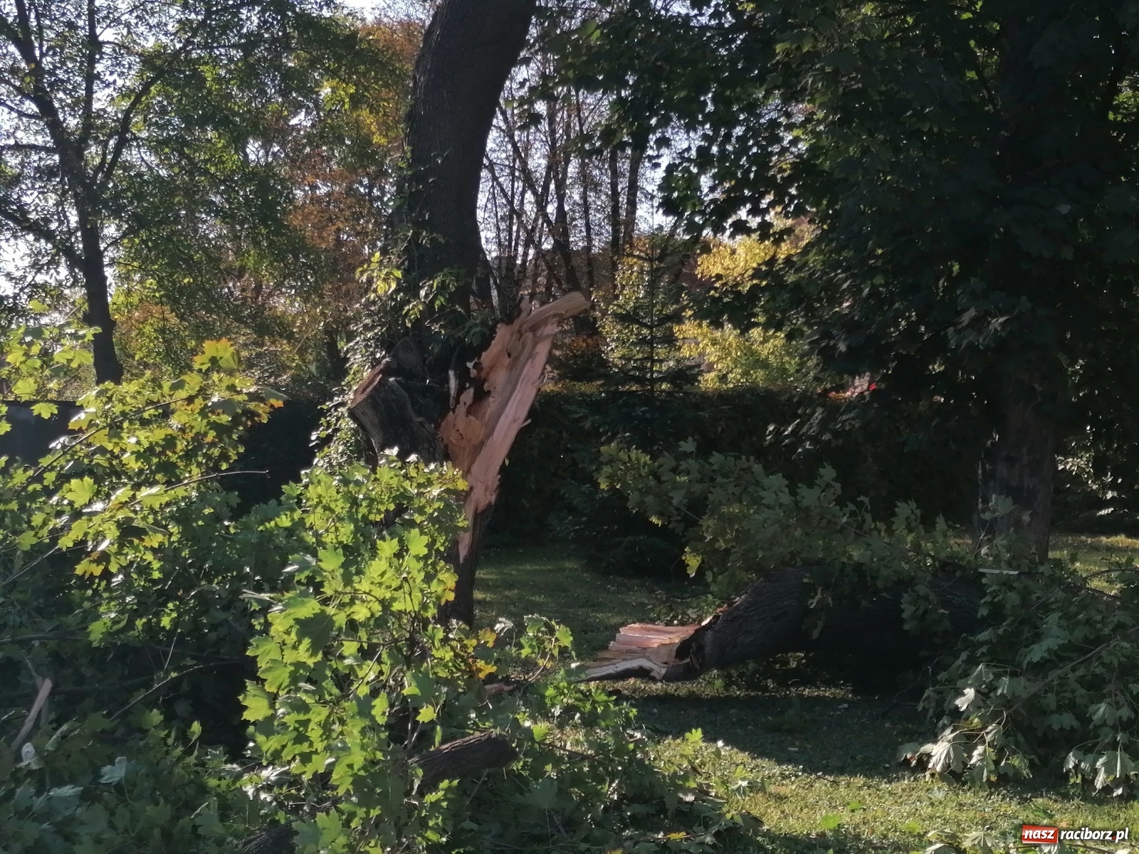 Zdjęcie w galerii na portalu naszraciborz.pl: Drzewo runęło na samochody [FOTO]. Plama długa na 10 km na DW 935 wiadomości z regionu