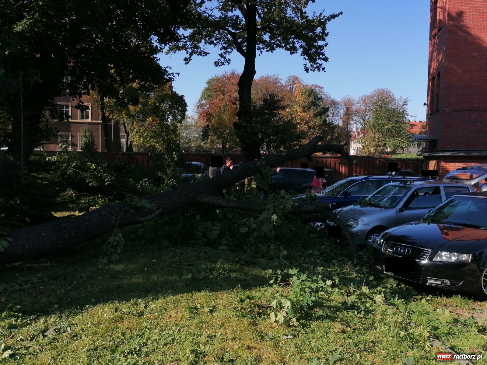 Zdjęcie w galerii na portalu naszraciborz.pl: Drzewo runęło na samochody [FOTO]. Plama długa na 10 km na DW 935 wiadomości z regionu