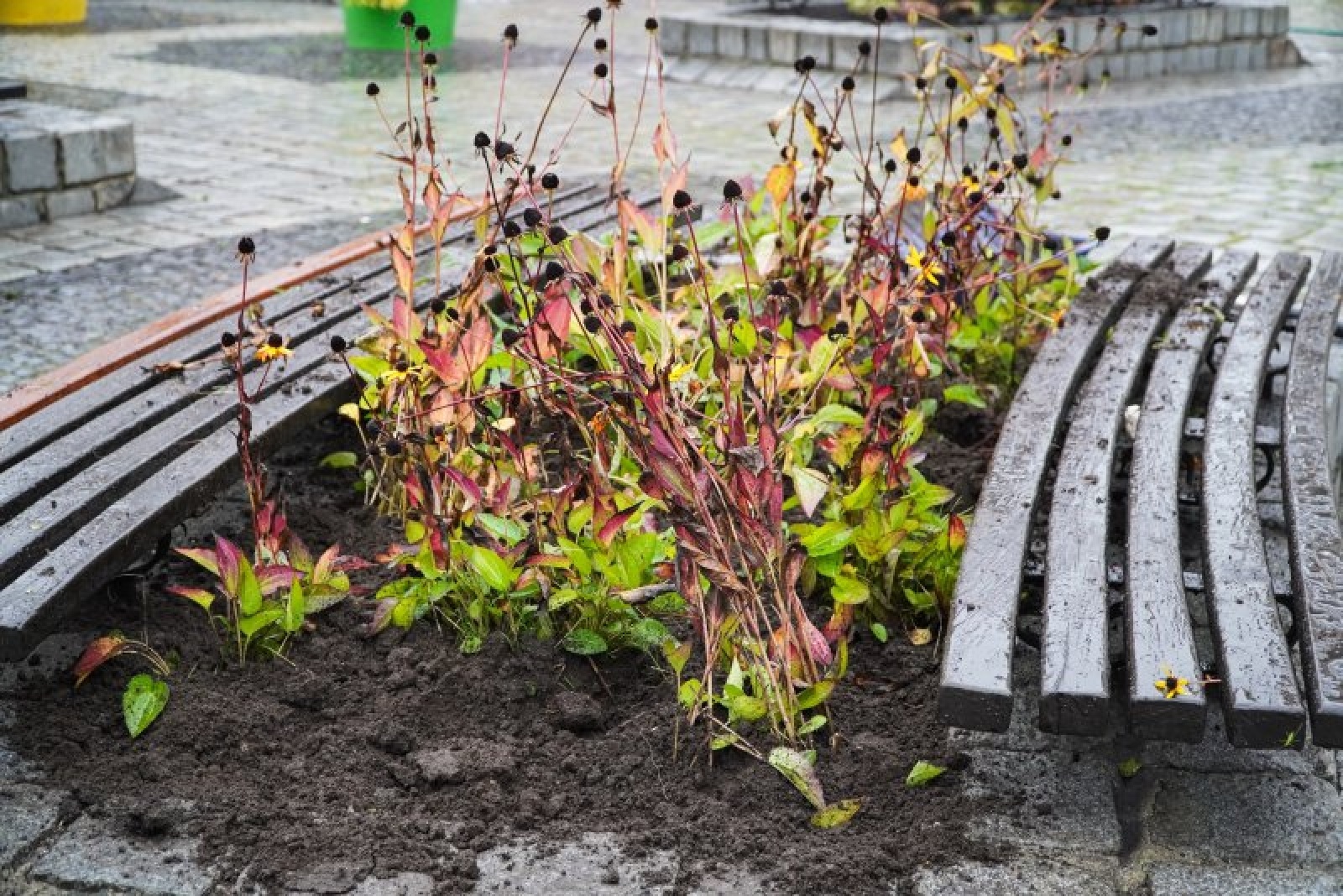 Zdjęcie w galerii na portalu naszraciborz.pl: Nowe nasadzenia na rynku. Docelowo ma być jak przed wojną wiadomości z regionu